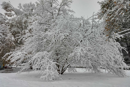 Atlanta Snow Tree