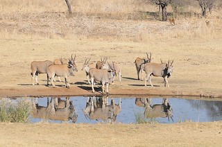 Zimbabwe Hunting Safari 69