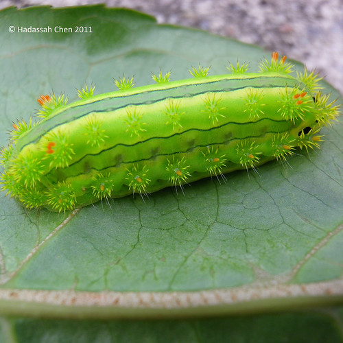 Stinging Slug Caterpillar from Singapore - a photo on Flickriver