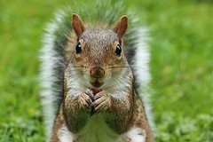 Anglų lietuvių žodynas. Žodis squirrel reiškia amer. n voverė lietuviškai.