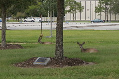 Johnson Space Center Deers • <a style="font-size:0.8em;" href="http://www.flickr.com/photos/28558260@N04/39079288341/" target="_blank">View on Flickr</a>