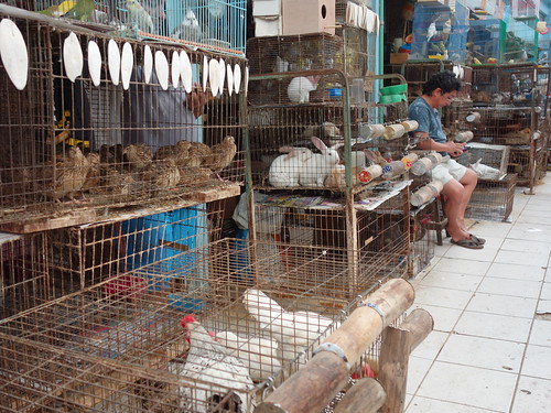 Sur le marché on peut aussi acheter beaucoup d'animaux. (Les voir en cage a rendu Pelico un peu triste)