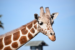 January 13: Giraffe