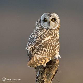 Short - eared owl