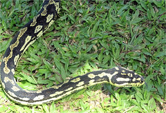 Anglų lietuvių žodynas. Žodis amethystine python reiškia ametistinas python lietuviškai.
