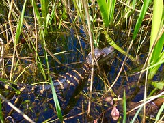 Anglų lietuvių žodynas. Žodis alligator grass reiškia aligatorius žolės lietuviškai.