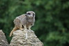 Meercat by andrew_j_w, on Flickr