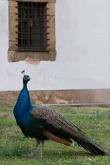 25/365 Mr Peacock at Reconquista Hotel