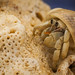 Paguro - Hermit Crab