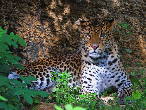 Leopard Hiding