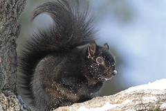 Écureuil gris (forme noire) / Sciurus carolinensis / Eastern Gray Squirrel (black morph)