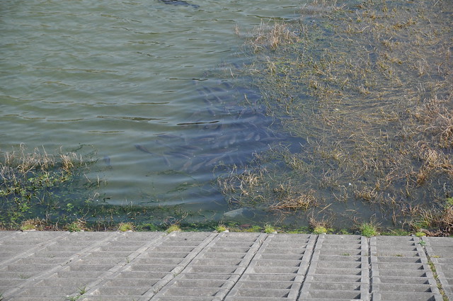 ニテコ池の鯉が最近減りました、殆どが死ん...