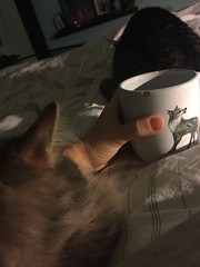 2018-1-18 He brought me coffee in bed