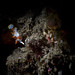 Juvenile warty frogfish - Antennarius maculatus