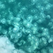 Aurelia sp. (moon jellyfish) (Aialik Bay, Alaska, USA) 4