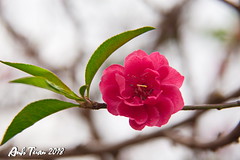 Anglų lietuvių žodynas. Žodis peach-blossom reiškia persikas-žiedų lietuviškai.