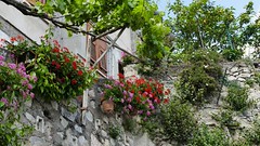 Limone Lago di Garda