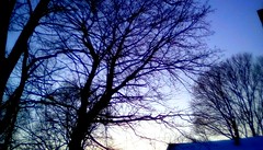 Trees at twilight - TMT 365/104