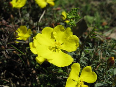 Hibbertia diffusa flower 2 DC