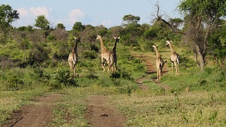 Zimbabwe Hunting Safari 55