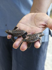 Gardener with turtle hatchlings
