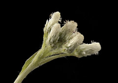 Anglų lietuvių žodynas. Žodis genus antennaria reiškia genties antennaria lietuviškai.