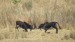 Zimbabwe Hunting Safari 56