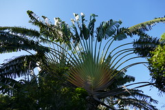 Traveller palm