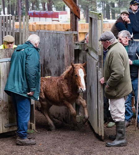 New Forest pony sale