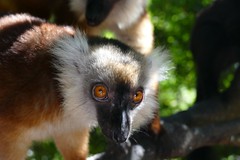 female Black Lemur