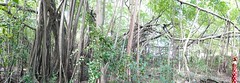 sacred banyan tree (detail)