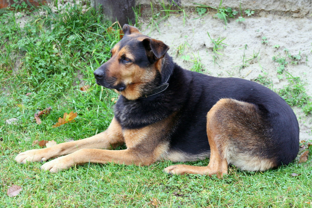 The Worlds Best Photos Of Chien And Rottweiler Flickr