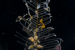 Skeleton shrimp on hydroid
