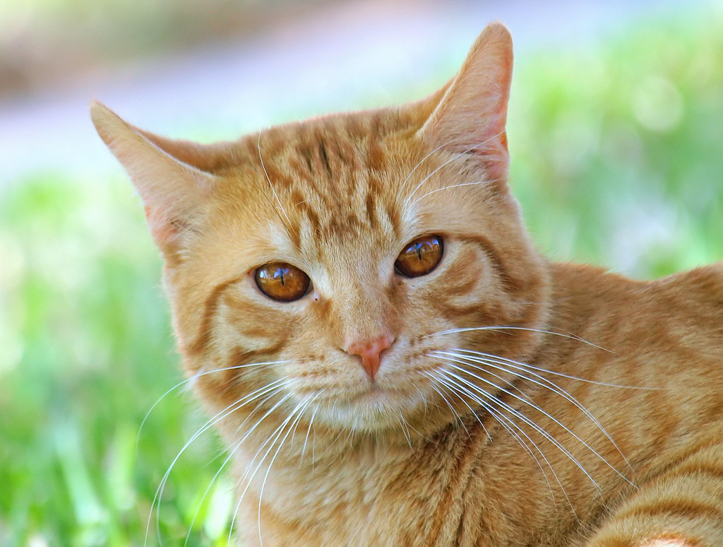 The World s most recently posted photos of orangecat  