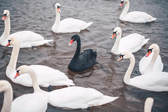 Black Swan | Kaunas #41/365