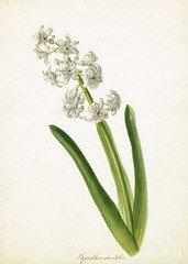 Anglų lietuvių žodynas. Žodis hyacinthus orientalis reiškia <li>hyacinthus orientalis</li> lietuviškai.