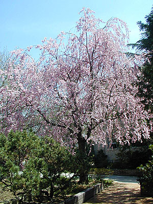 In Bloom - April 27, 2007