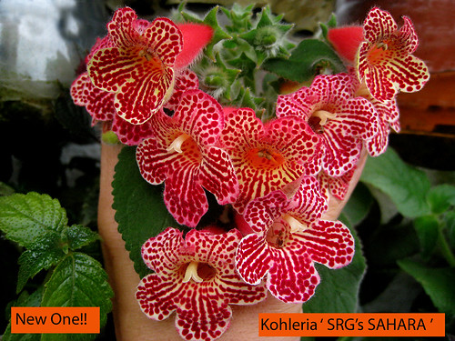 Kohleria /"YF/'s Gerd/" 1 rhizome Gesneriad African Violet kin