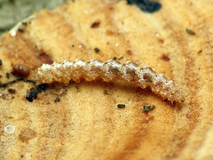 Fungivorous Caterpillar