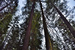 Tall Evergreens and Redwood Trees All Around (Yosemite National Park)