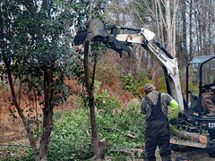 Tree Removal.