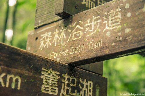 Fenqihu Forest Trail