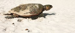 Constance Lemuria turtle hatchling