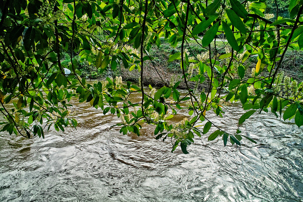 THE DAY AFTER THE DODDER FLOODED IN 2008 [OLD RAW FILES FROM A SIGMA DP1 HAVE BEEN REPROCESSED]-136121
