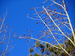Trees, Seed Pods And Blue Sky.