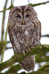 Tawny Owl in the back garden