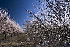 Almond Blossoms in the Valley Farm