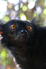 male Black Lemur