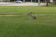 Johnson Space Center Deers • <a style="font-size:0.8em;" href="http://www.flickr.com/photos/28558260@N04/39048805352/" target="_blank">View on Flickr</a>