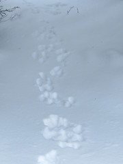 Anglų lietuvių žodynas. Žodis snowshoe hare reiškia snowshoe kiškis lietuviškai.